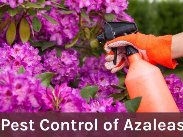 Pest Control of Azaleas: A Complete Guide to Natural Solutions