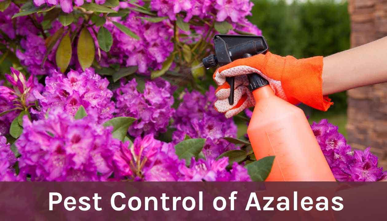 Pest Control of Azaleas