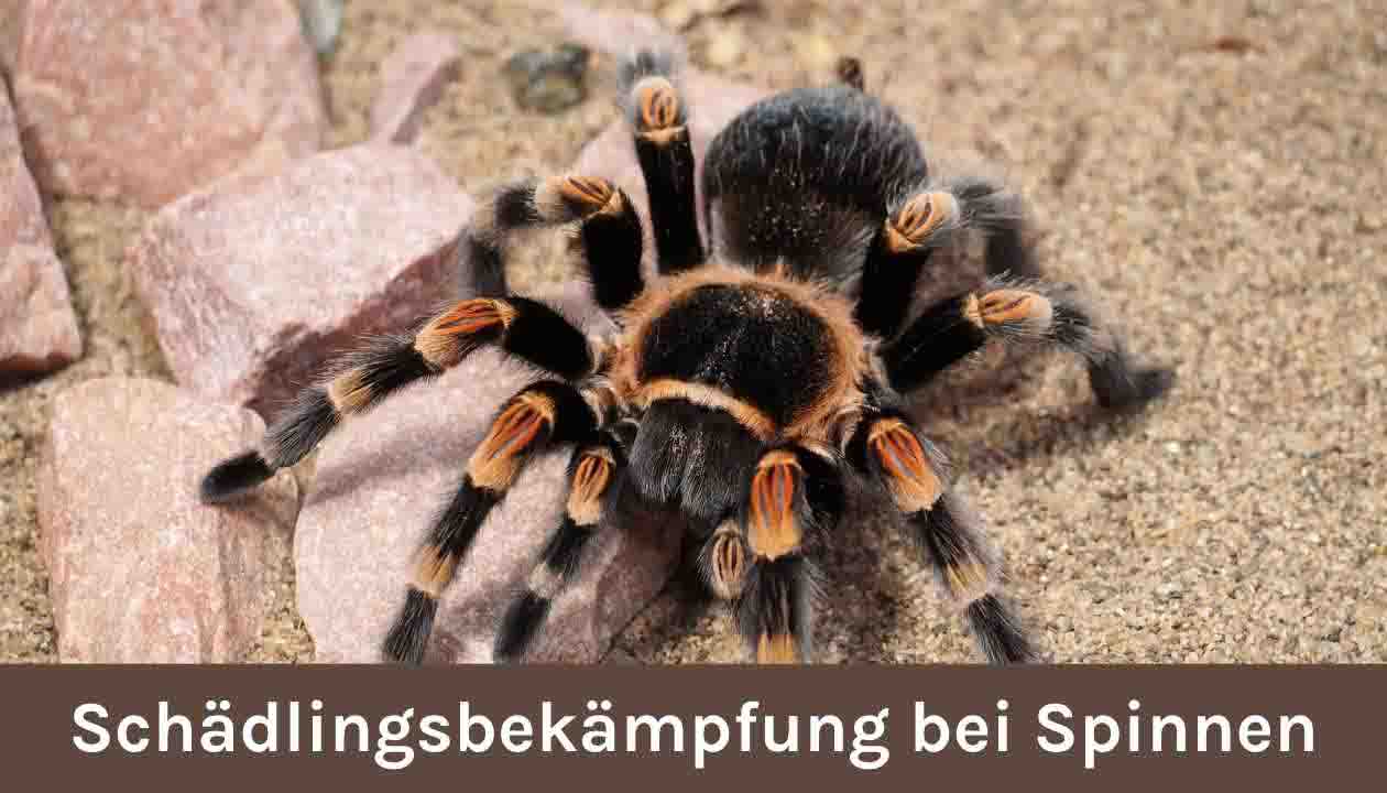 Schädlingsbekämpfung-bei-Spinnen