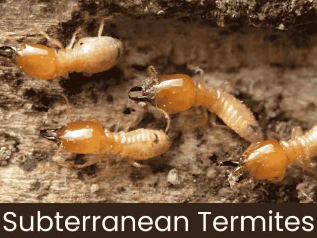 Subterranean Termite Treatment: Effective Strategies