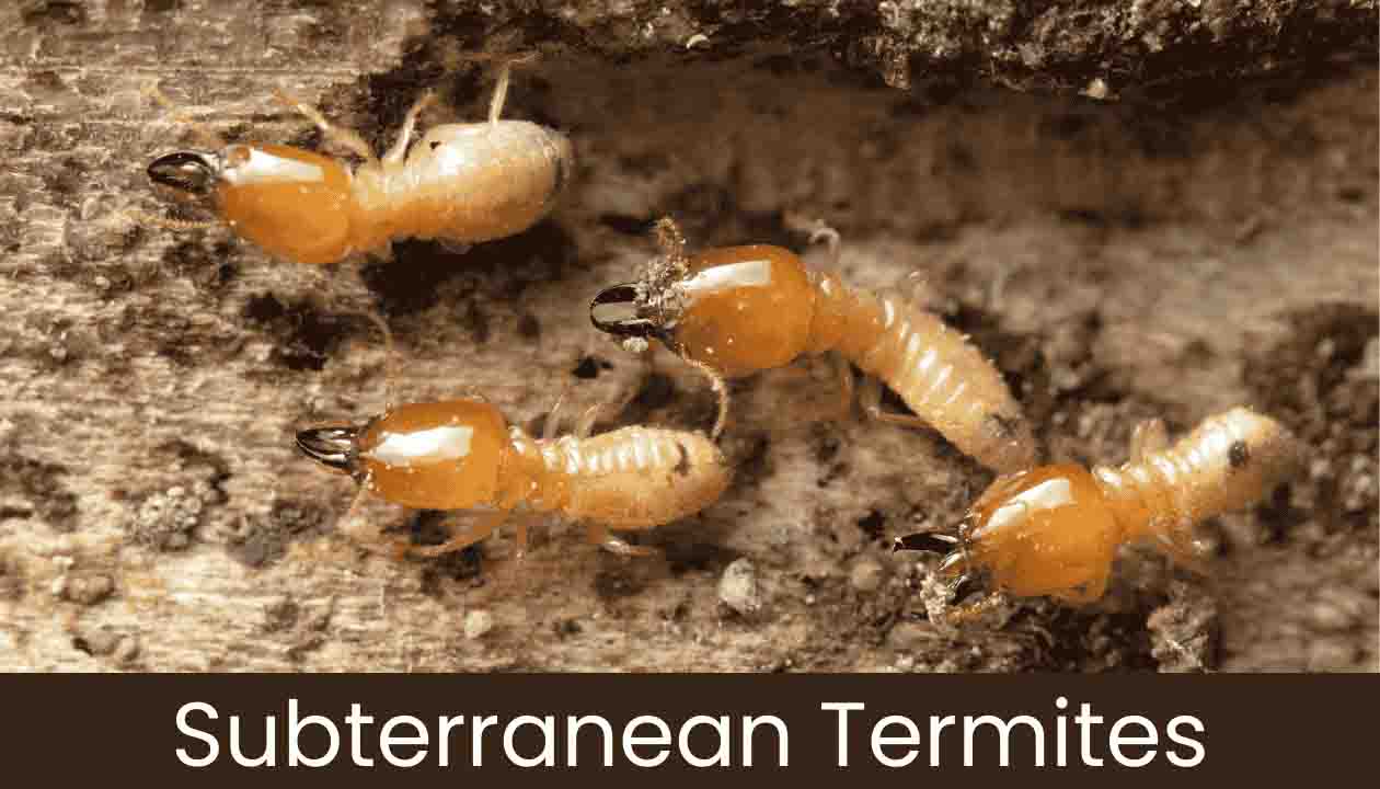 Subterranean-Termites