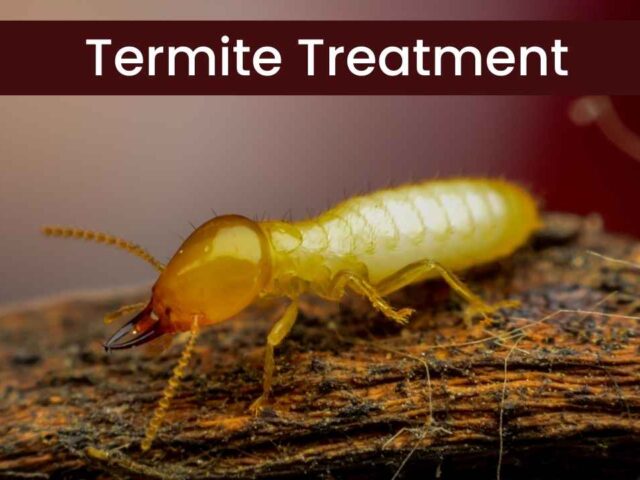 Orange Oil Termite Treatment: Pros, Cons, and Application