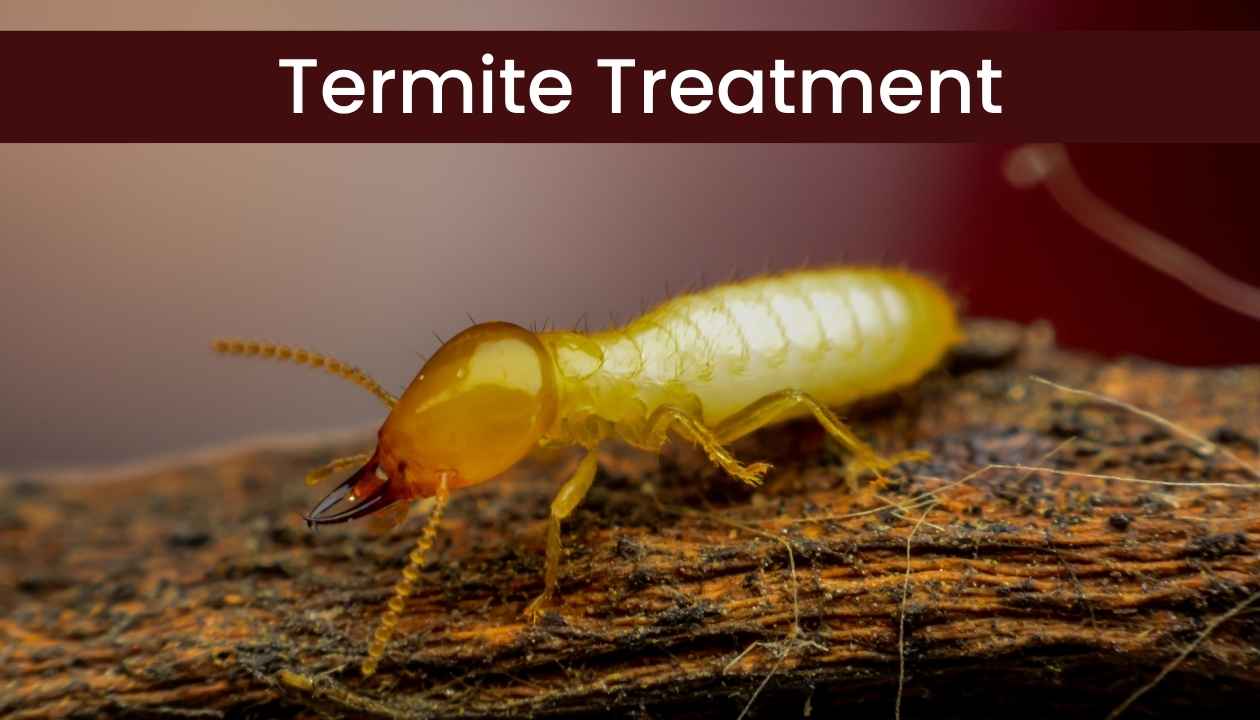 Termite-Treatment