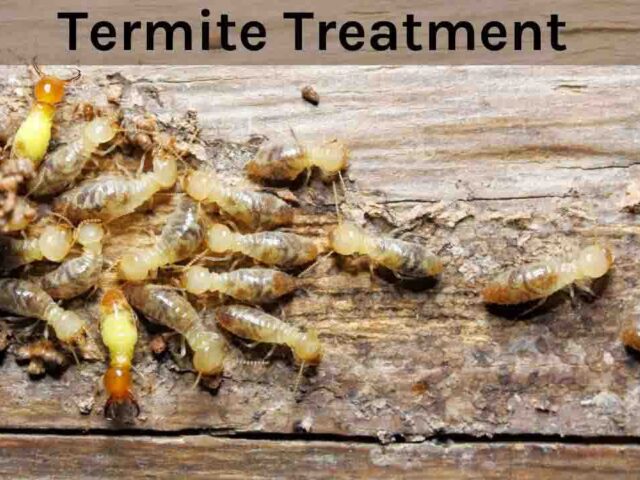 Termite Treatment: Effective Solutions for Termite Control