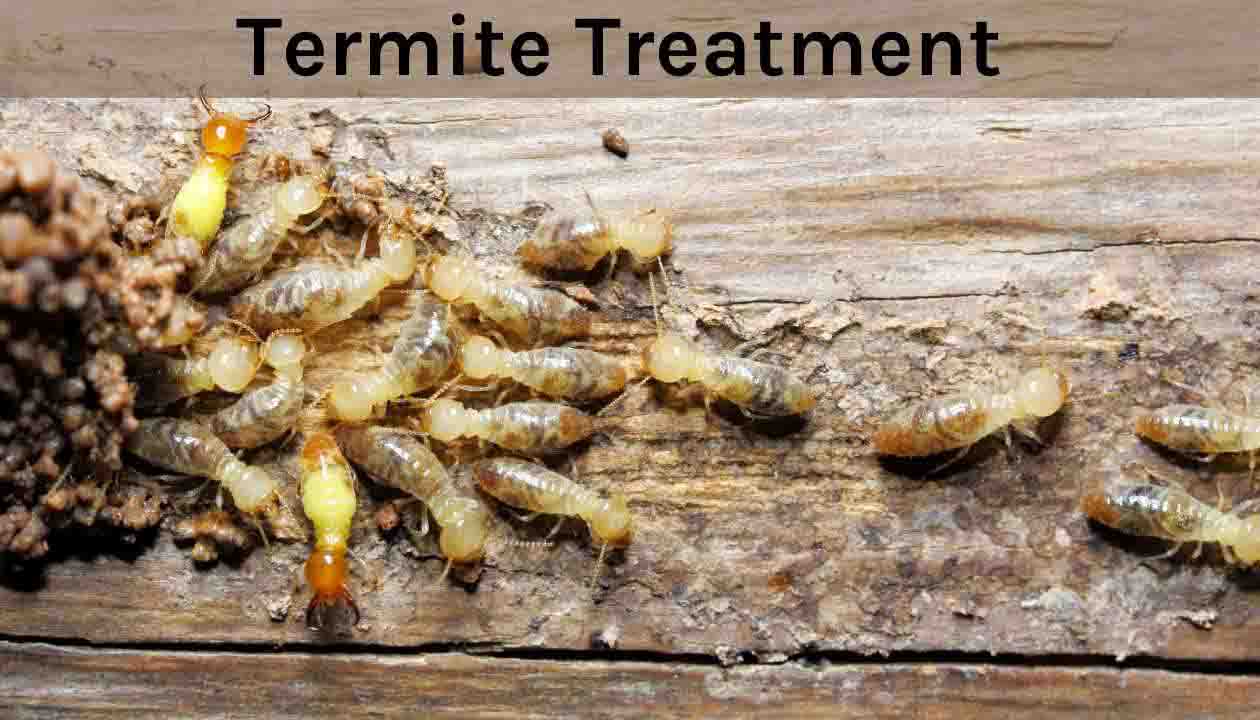 Termite-Treatment