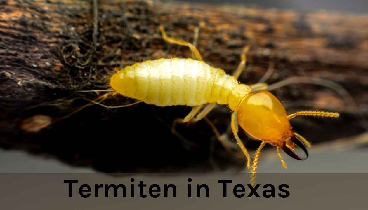 Termiten in Texas