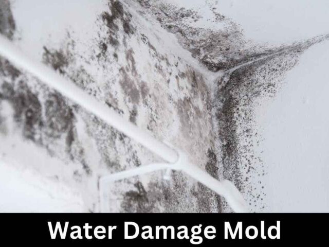 Water Damage Mold: A Comprehensive Guide for New Hampshire