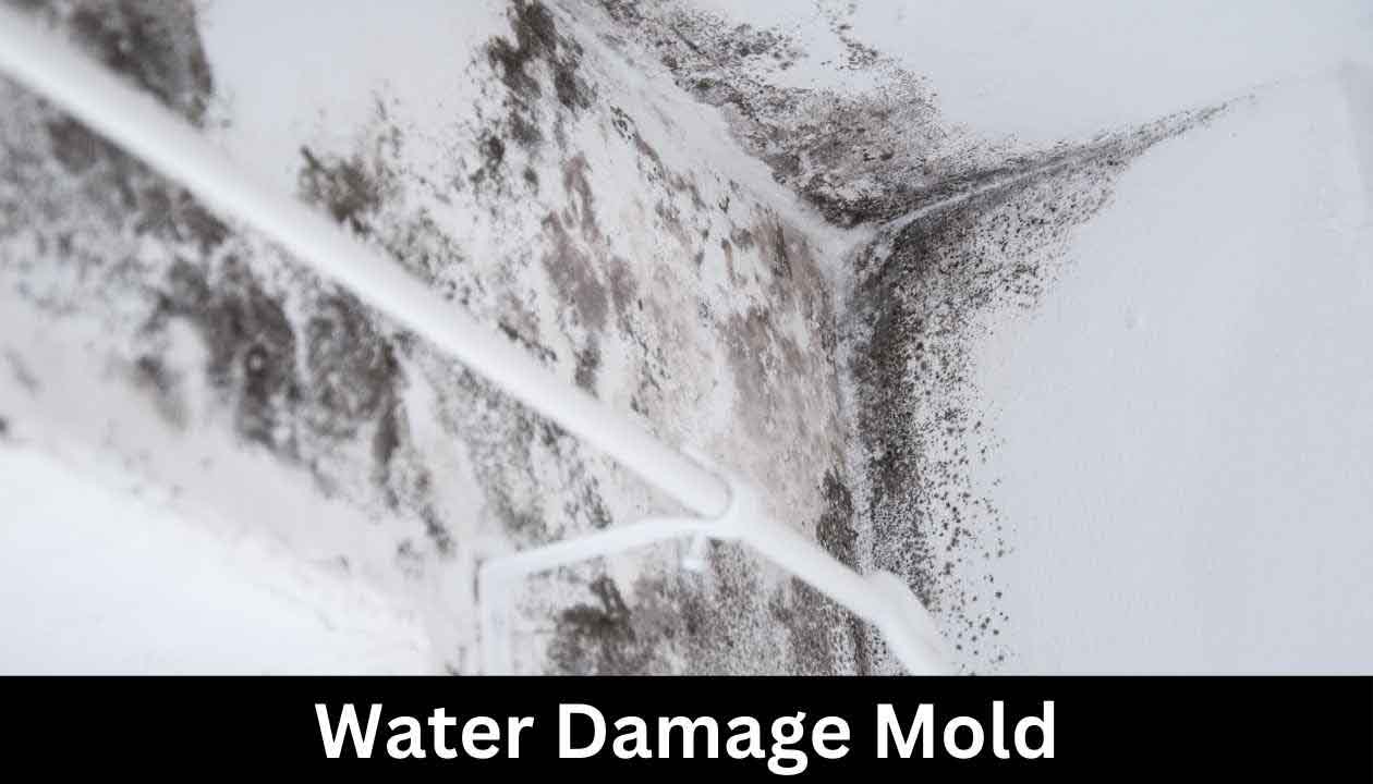 Water-Damage-Mold