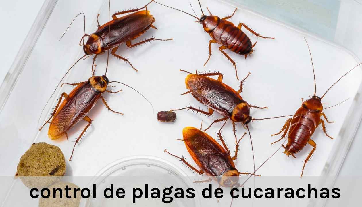 control de plagas de cucarachas