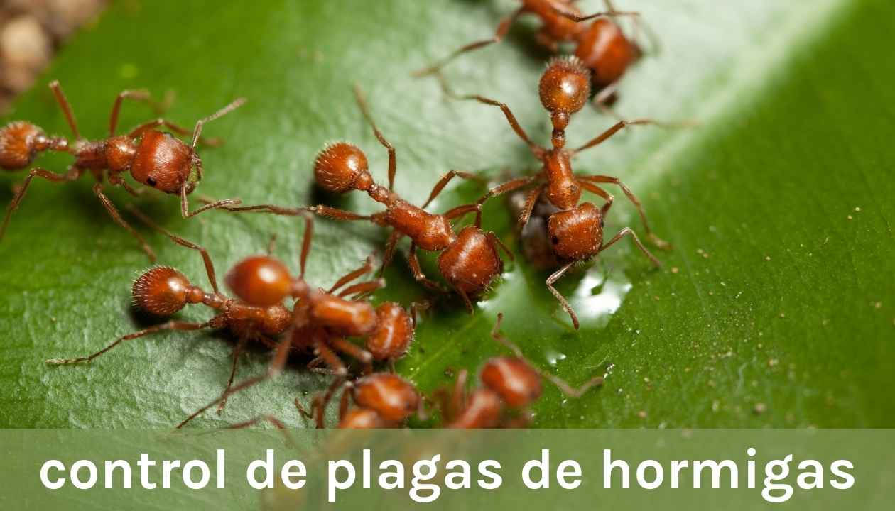 control de plagas de hormigas