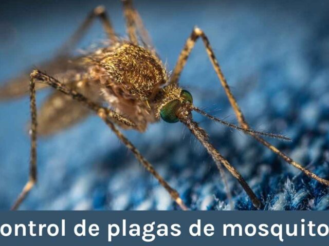 Control de plagas de mosquitos en Montana: principales especies