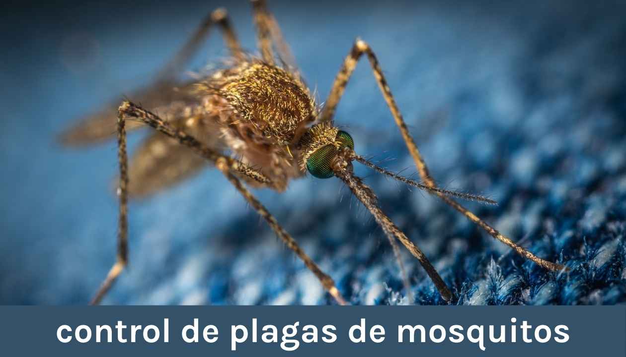 control de plagas de mosquitos