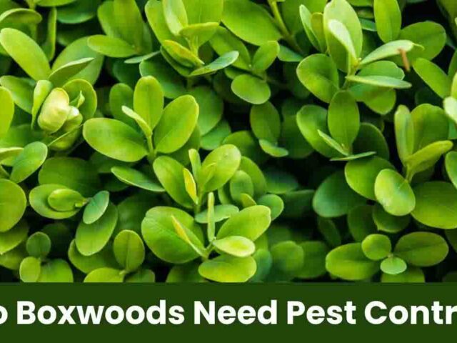 Do Boxwoods Need Pest Control? A Complete Guide