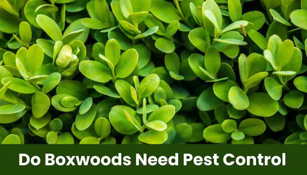 do-boxwoods-need-pest-control