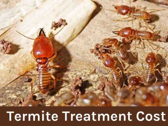 Termite Treatment Cost: Breakdown of Costs & Influencing Factors