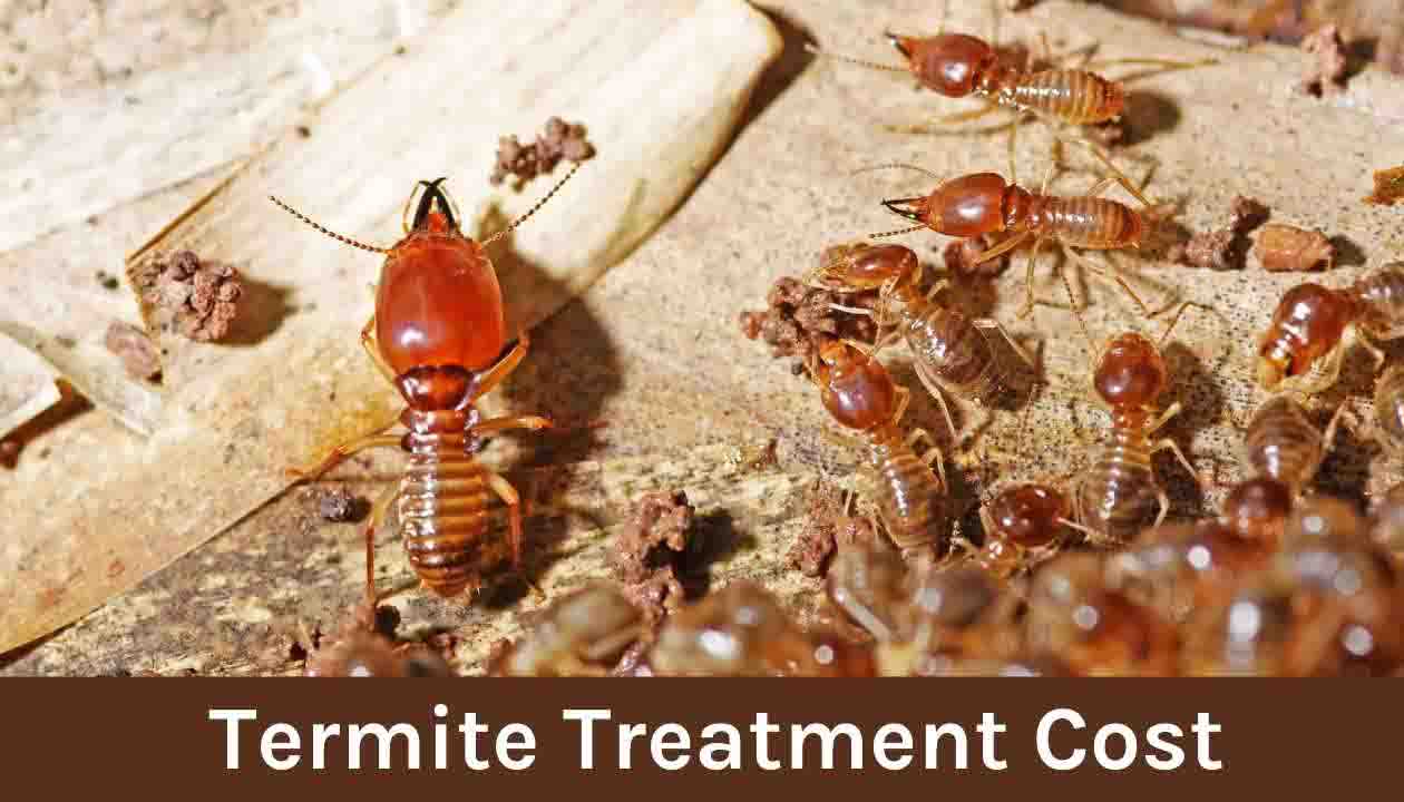 termite-treatment-Cost