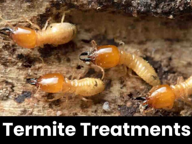 Termite Treatment Near Me: How Long Does It Last? Key Insights