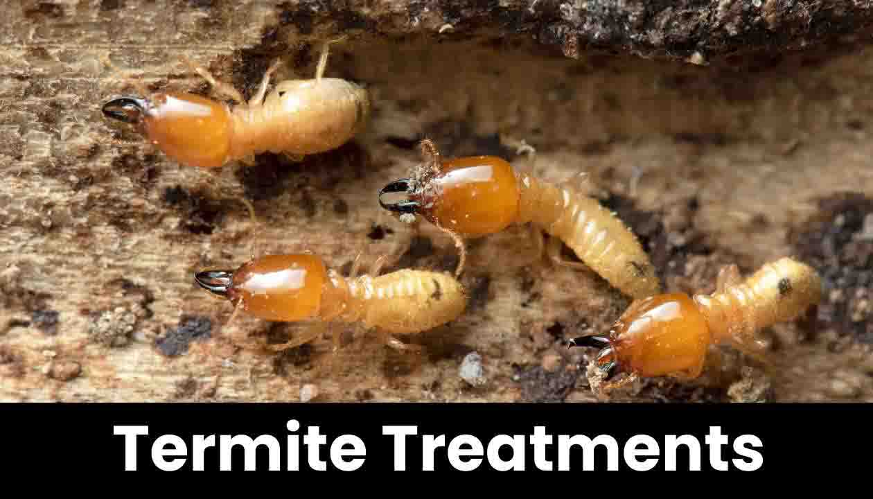 termite-treatments