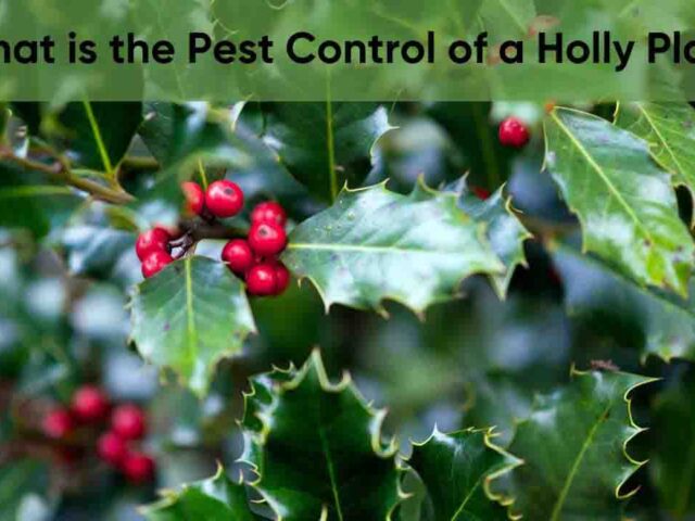 Does Holly Need Pest Control? Pest Control for Young Holly Plants