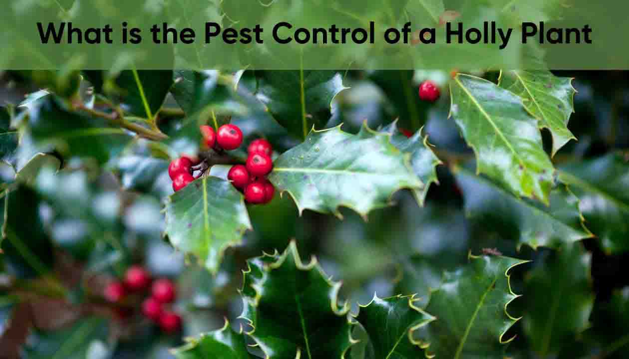 what-is-the-pest-control-of-a-holly-plant