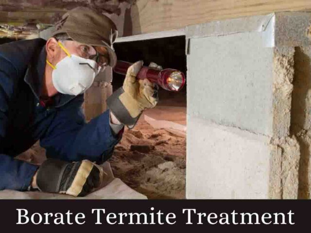 Borate Termite Treatment: Everything You Need to Know