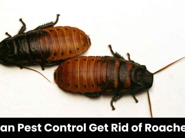 Can Pest Control Eliminate Roaches Completely?