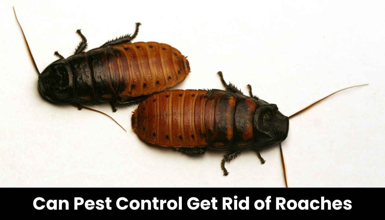 Can-pest-control-get-rid-of-roache