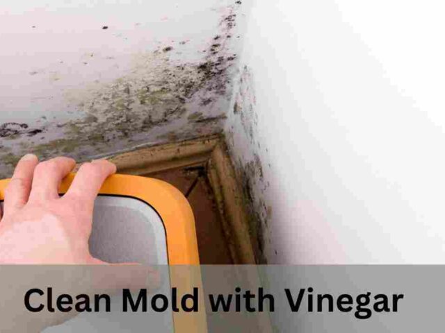 Clean Mold with Vinegar: Top 10 Ways in Delaware