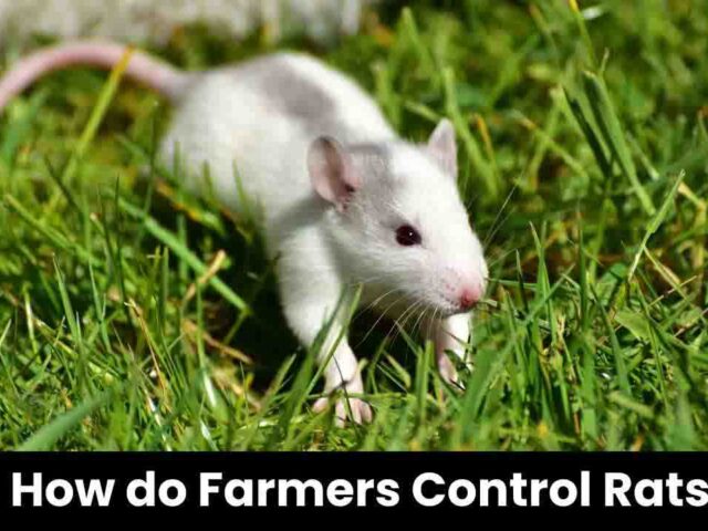 Rat Extermination Near Me: Effective Strategies for Farmers