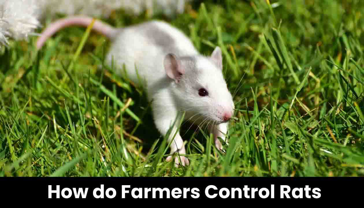 How-do-farmers-control-rats