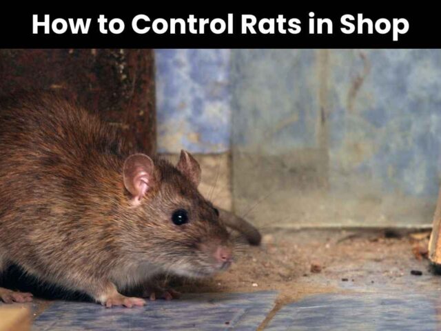 Rat Pest Removal for Shops and Small Businesses