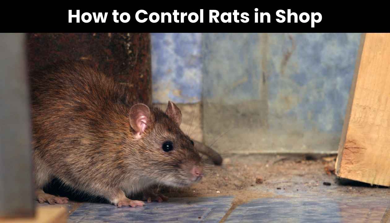 How-to-control-rats-in-shop