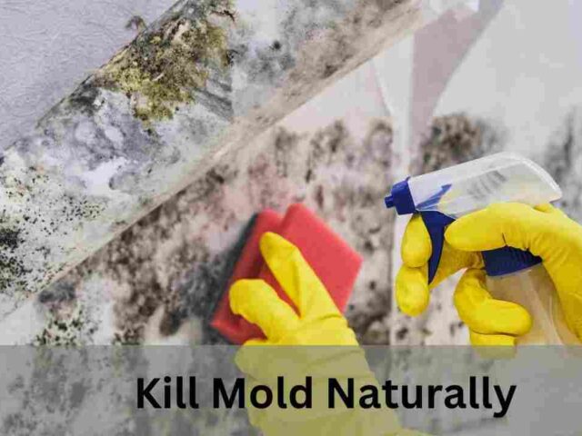 Kill Mold Naturally: 8 Tips to Clean Mold Naturally in Delaware