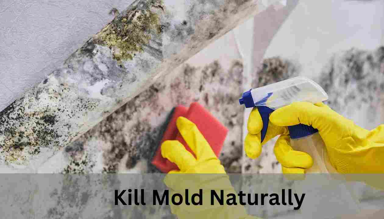 Kill-Mold-Naturally