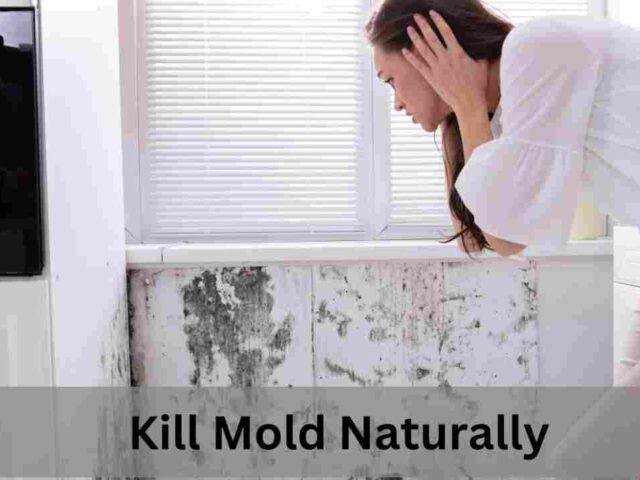 Kill Mold Naturally: Top 5 Ways in New York