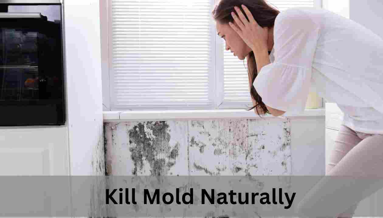 Kill-Mold-Naturally