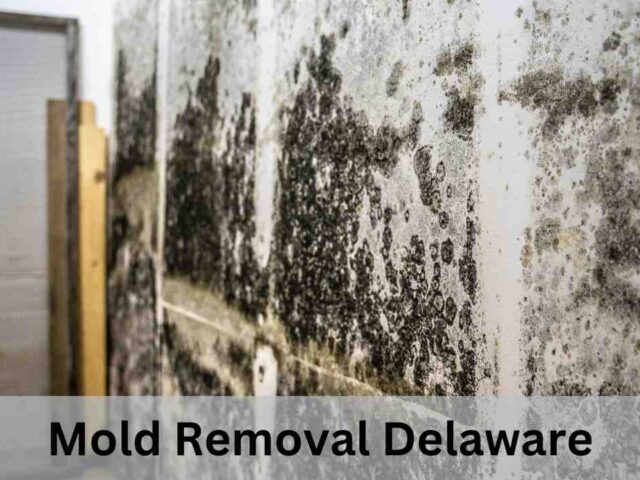 Mold Removal Delaware: Remove Black Mold in 5 Simple Steps