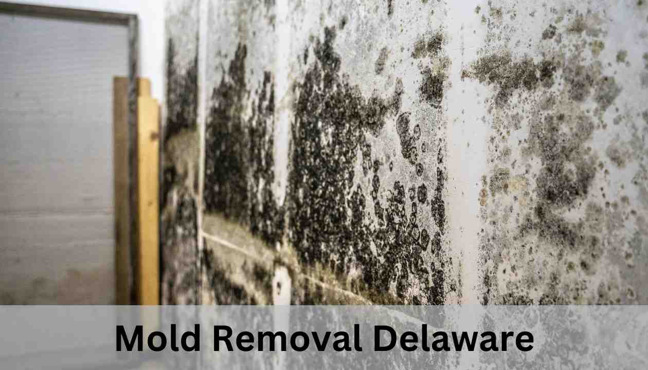 Mold-Removal-Delaware