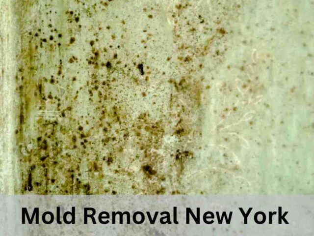 Mold Removal New York: Protect Your Home and Health