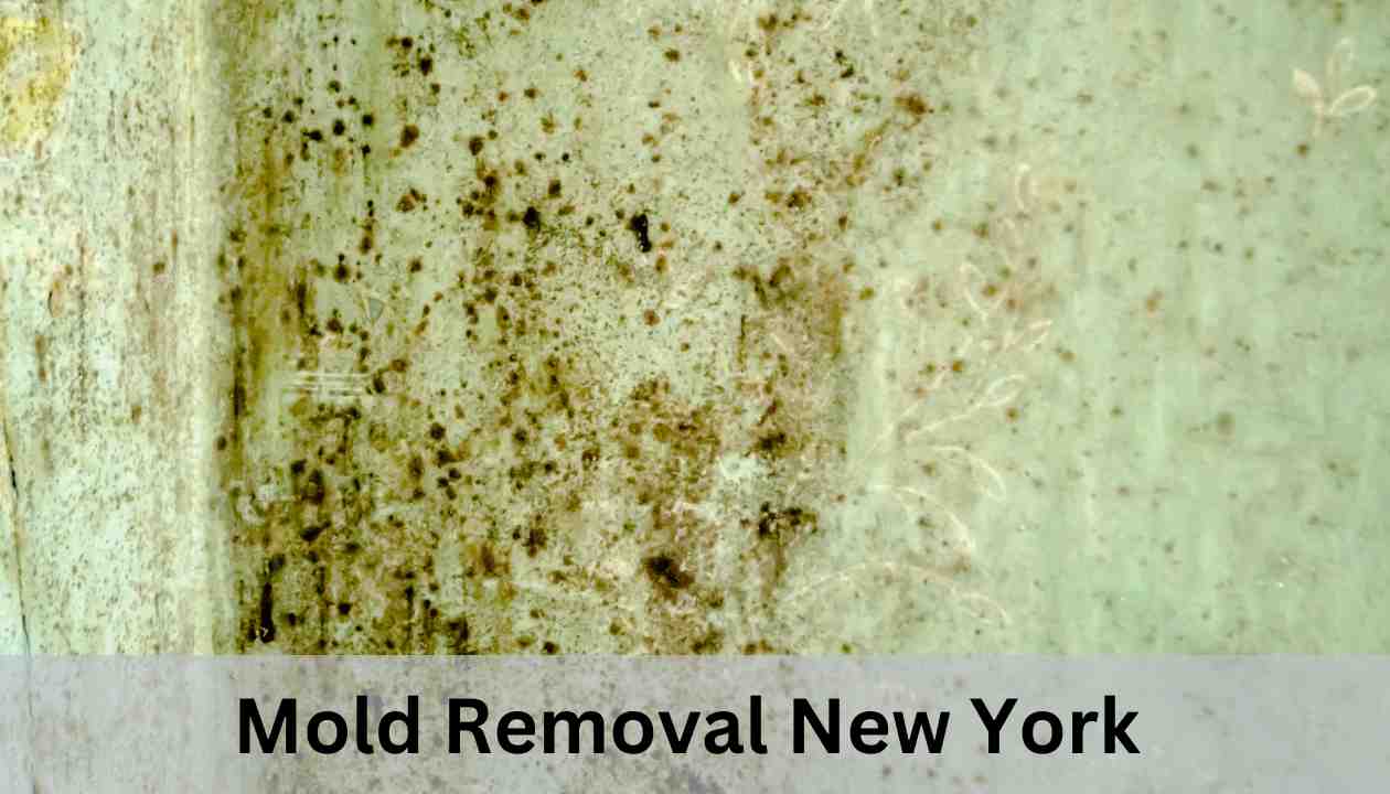 Mold-Removal-New-York