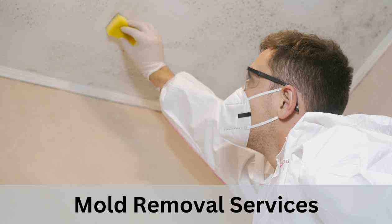 Mold-Removal-Services