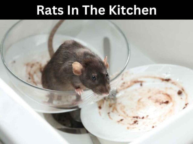 Rats in the Kitchen: How to Get Rid off