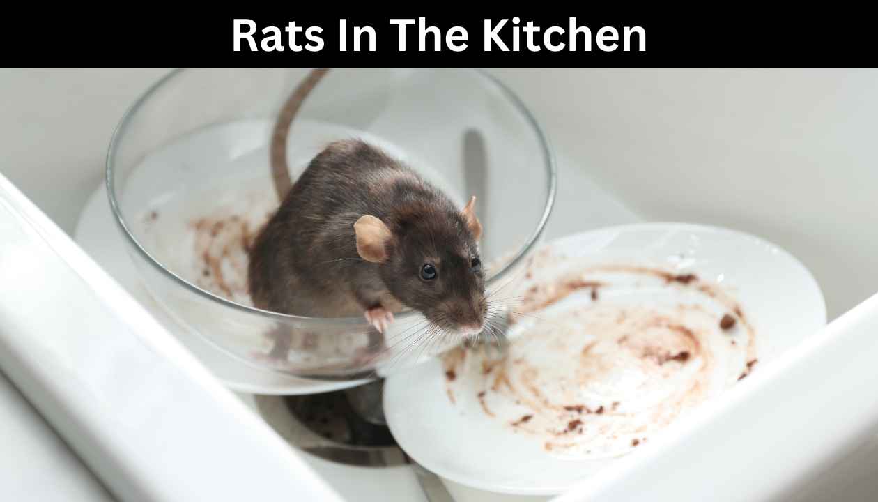 Rats-In-The-Kitchen