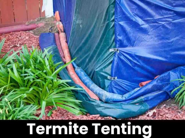 Termite Tenting: Treatment Without Tenting Safe and Convenient