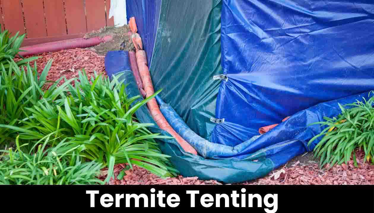 Termite-Tenting