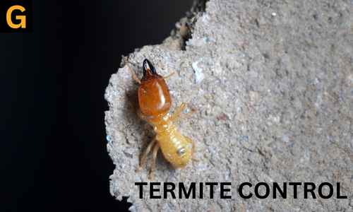 Termite-control-service