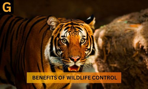 benefits-of-wildlife-control