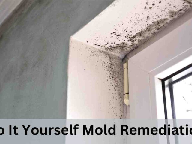 Do It Yourself Mold Remediation For Delaware Homeowners