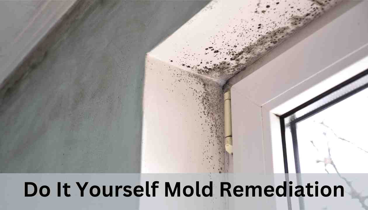 do it yourself mold remediation-