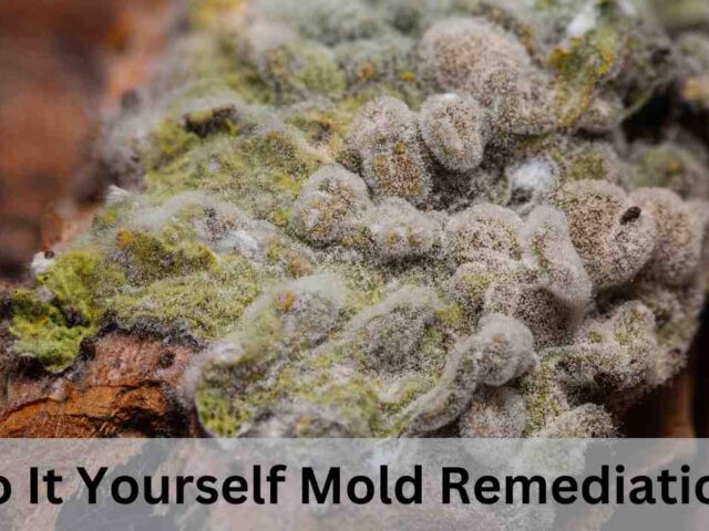 Do It Yourself Mold Remediation for Commercial Spaces 